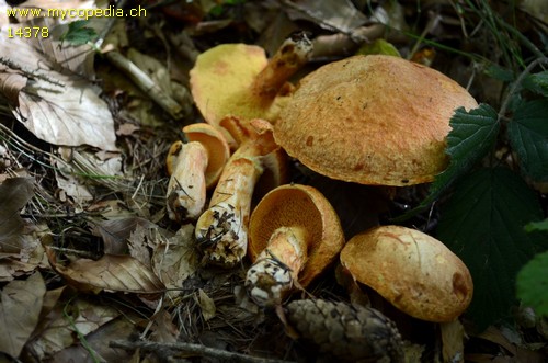 Suillus tridentinus - 