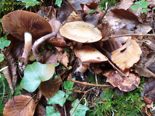 Cortinarius subporphyropus - 