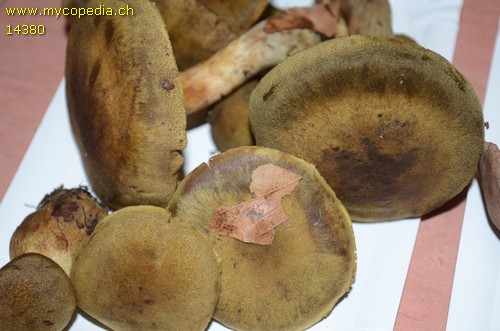 Cortinarius melanotus - 