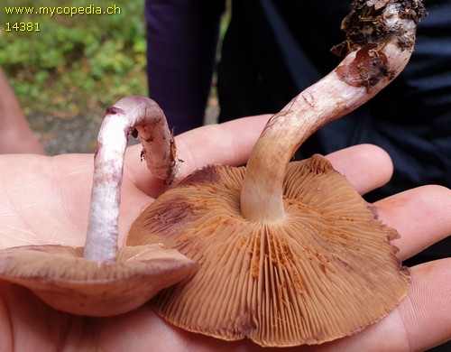 Cortinarius subporphyropus - 