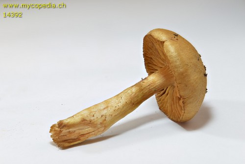 Cortinarius gentilis - 