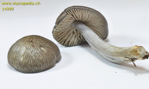 Entoloma serrulatum - 