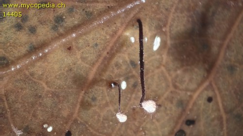 Marasmius hudsonii - 