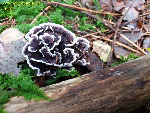 Phellodon melaleucus - 