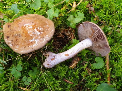 Cortinarius subpurpurascens - 