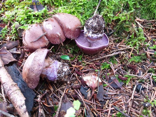 Cortinarius purpurascens - 