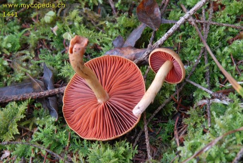 Cortinarius semisanguineus - 