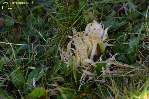Clavaria fragilis - 