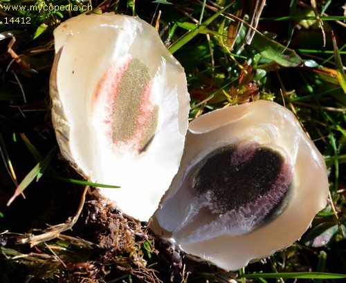 Clathrus archeri - 