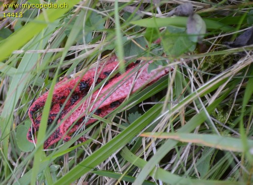 Clathrus archeri - 