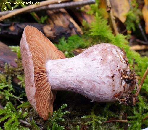 Cortinarius solis-occasus - 