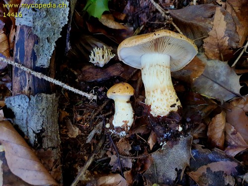 Cortinarius olidus - 