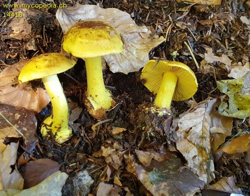 Cortinarius splendens - 