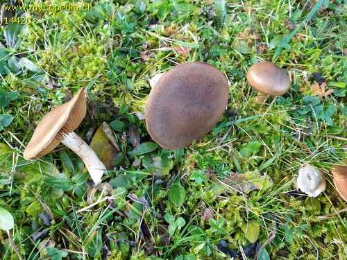 Cortinarius caninus - 