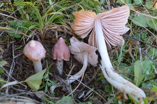 Porpolomopsis calyptriformis - 