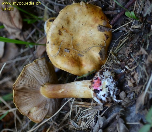 Cortinarius metarius - 