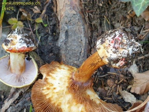 Cortinarius metarius - 