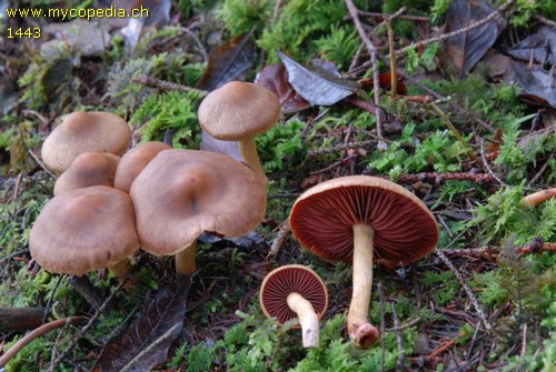 Cortinarius semisanguineus - 