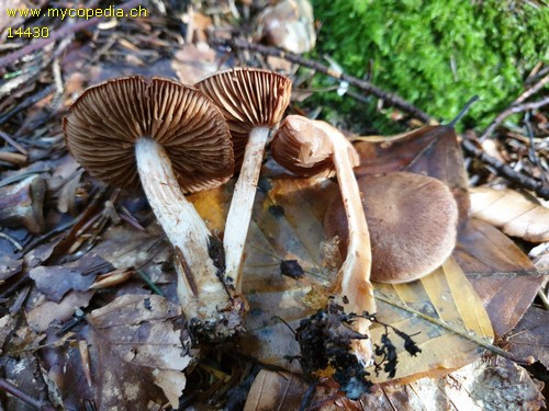 Cortinarius valgus - 