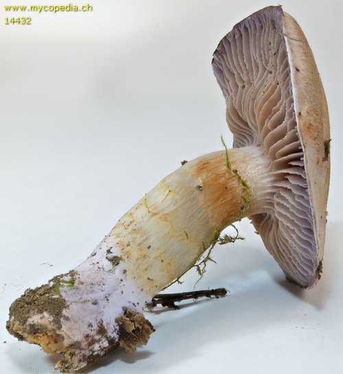 Cortinarius azureovelatus - 