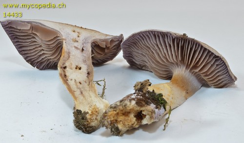 Cortinarius azureovelatus - 