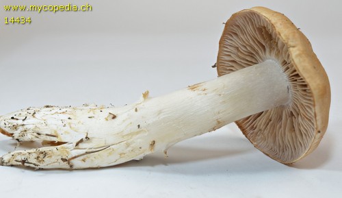 Cortinarius turgidus - 