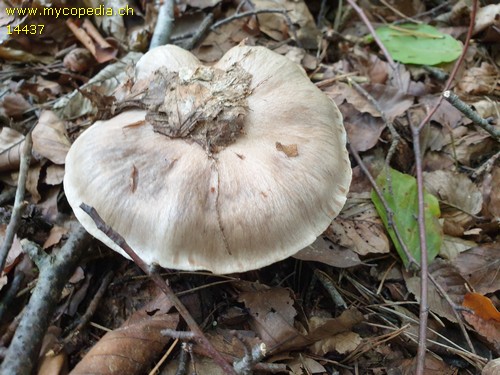 Cortinarius turgidus - 