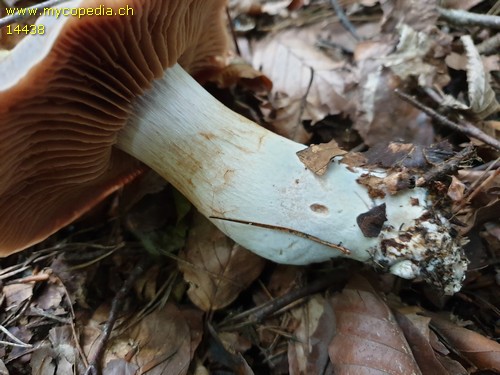 Cortinarius turgidus - 