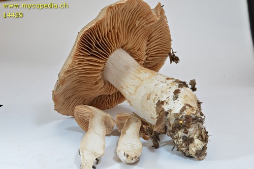 Cortinarius turgidus - 