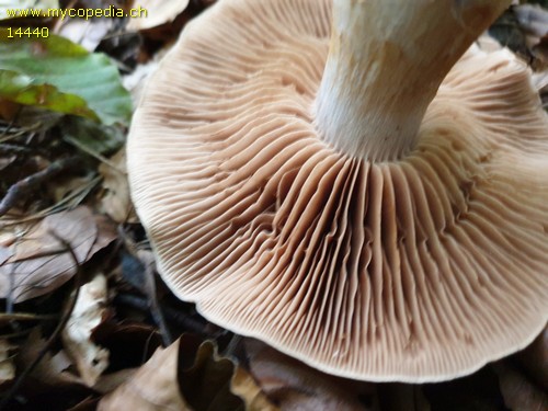 Cortinarius turgidus - 