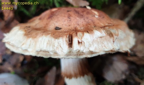 Cortinarius vulpinus - 