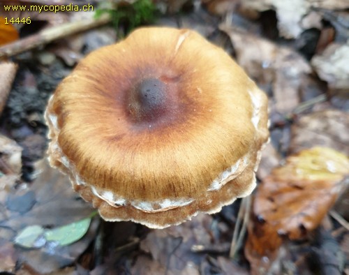 Cortinarius hinnuleus f. hinnuleus - 