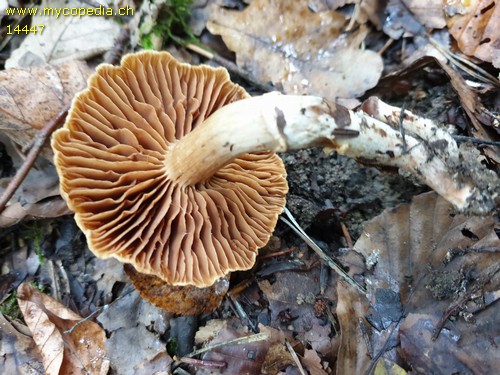 Cortinarius hinnuleus f. hinnuleus - 