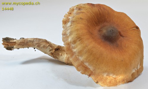 Cortinarius hinnuleus f. hinnuleus - 