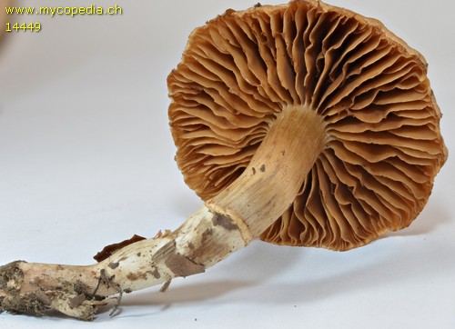 Cortinarius hinnuleus f. hinnuleus - 