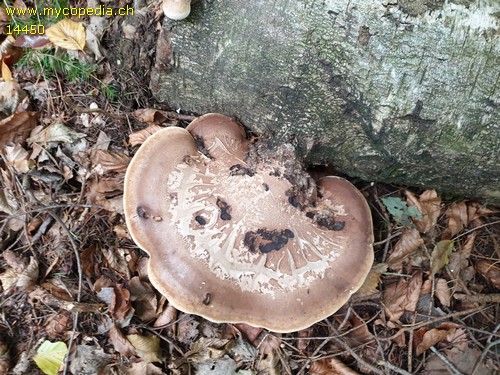 Piptoporus betulinus - 