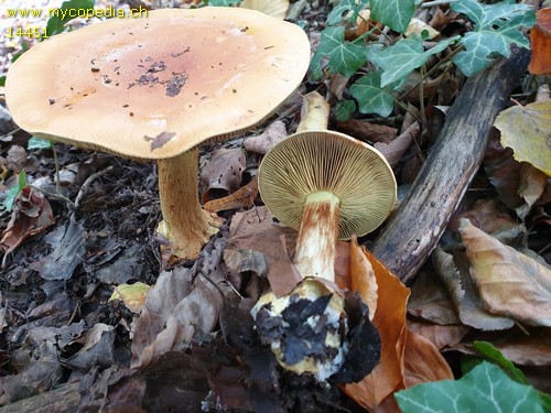 Cortinarius elegantissimus - 