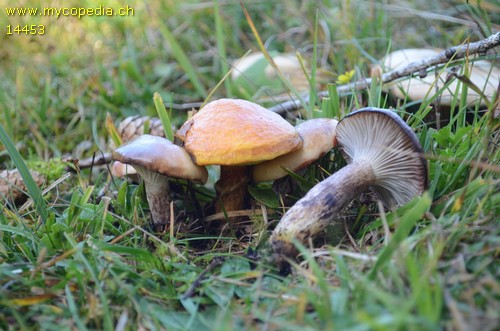 Suillus tridentinus - 