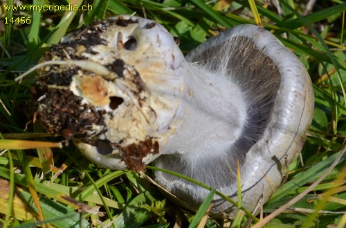 Cortinarius caesiocanescens - 