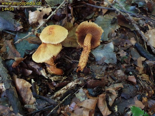 Cortinarius humicola - 