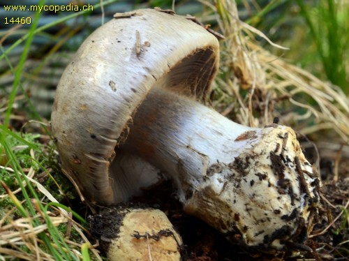 Cortinarius caesiocanescens - 