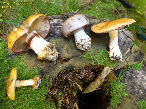 Cortinarius caesiocanescens - 