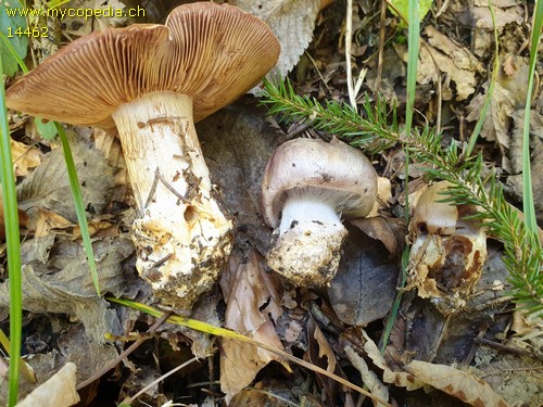 Cortinarius caesiocanescens - 