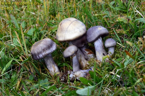 Cortinarius salor - 