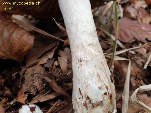 Cortinarius talus - 