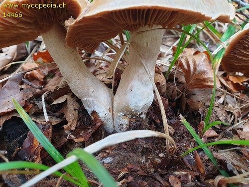 Cortinarius talus - 