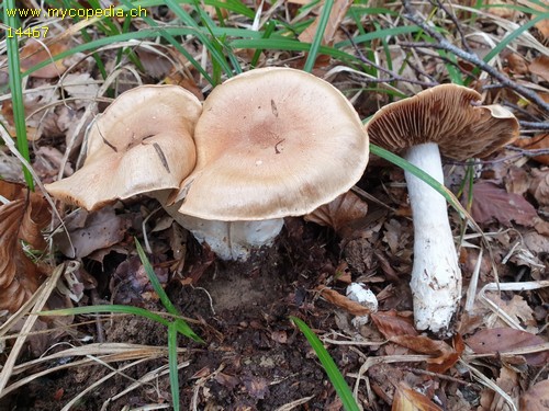 Cortinarius talus - 