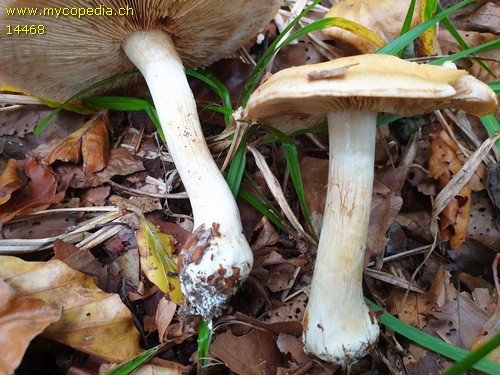 Cortinarius talus - 