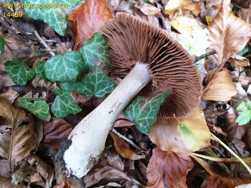 Cortinarius tacitus - 