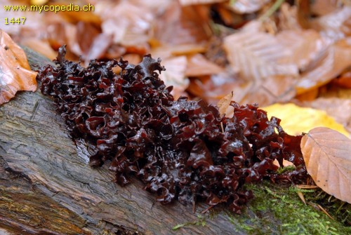 Phaeotremella frondosa - 